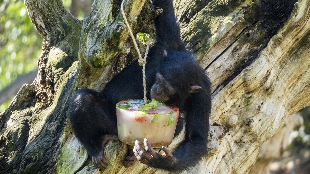 Helados para animales en Bioparc