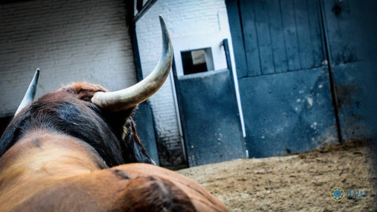 La mira atenta, la fijeza propia de la casta. El de El Torero apunta