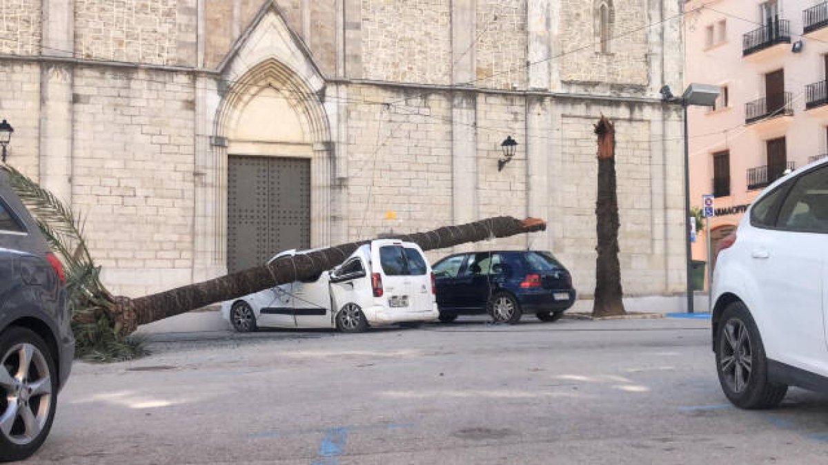 Una palmera cayó por la fuerza del viento a un choche en Benissa