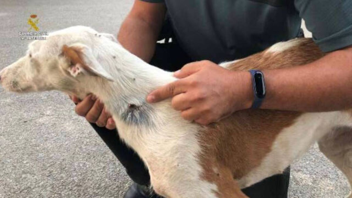 Los perros presentaban cortes profundos para la extracción de los chips.