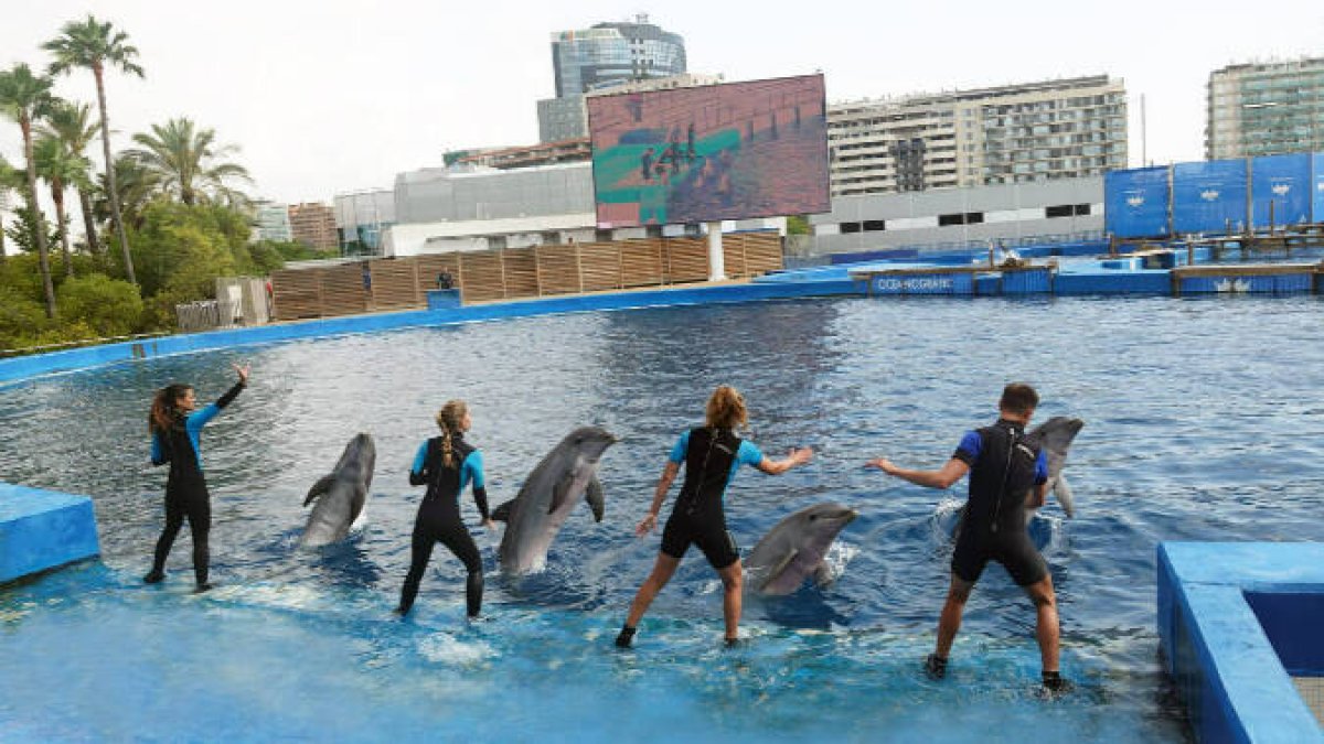 Momento de la nueva presentación de delfines