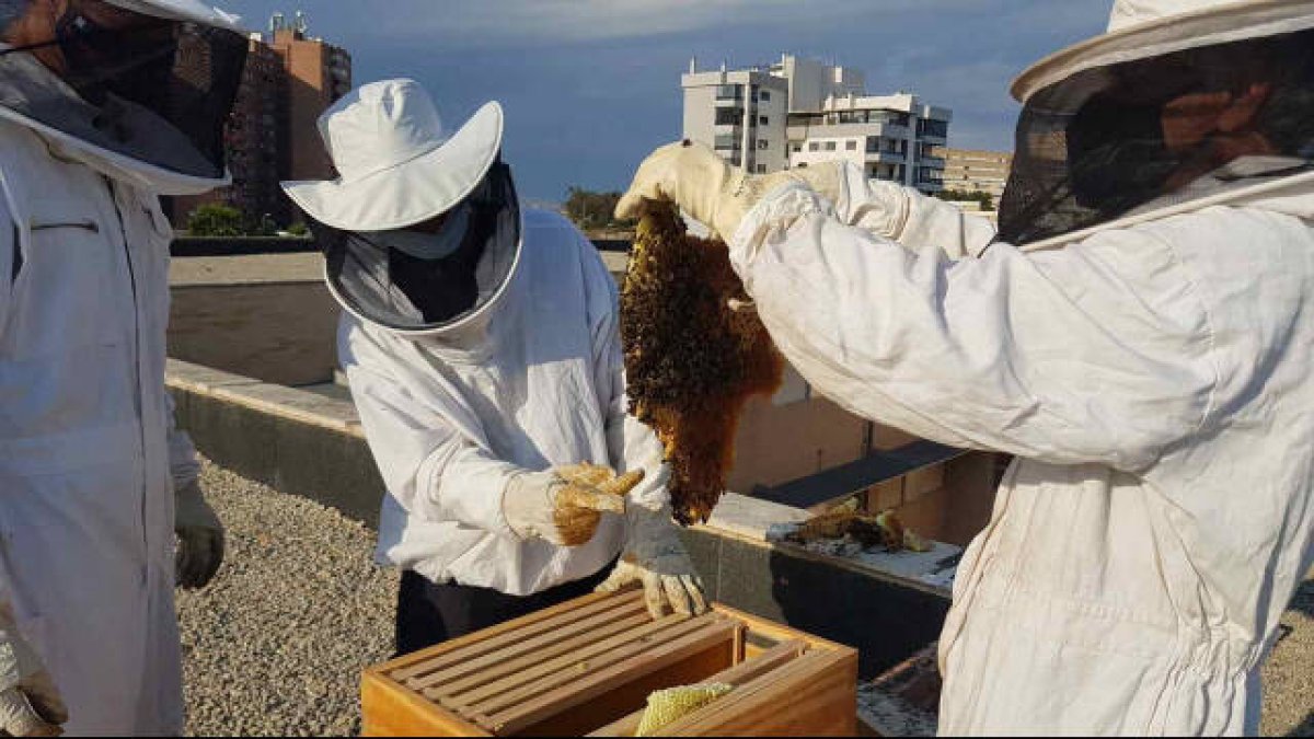 Había una colmena en un tabique del tejado y cuatro enjambres en los árboles del entorno