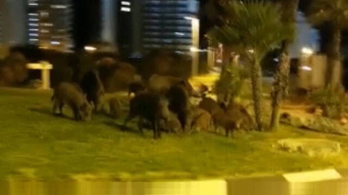 Los jabalíes en una rotonda de Calpe