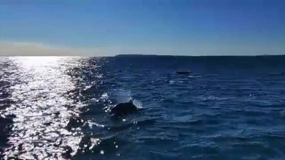 Los delfines acompañaban a una embarcación por el Cabo de las Huertas