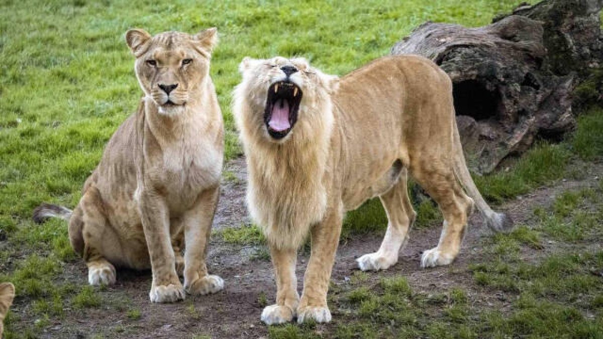 Imagen de leones del Bioparc de Valencia.