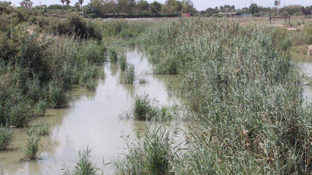 Los agricultores denuncian el mal estado del cauce del río Segura