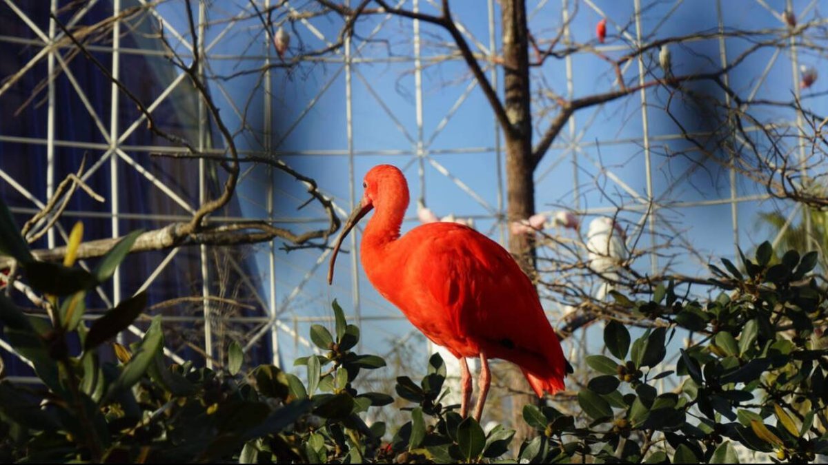 Ibis escarlata en l'oceanogràfic.