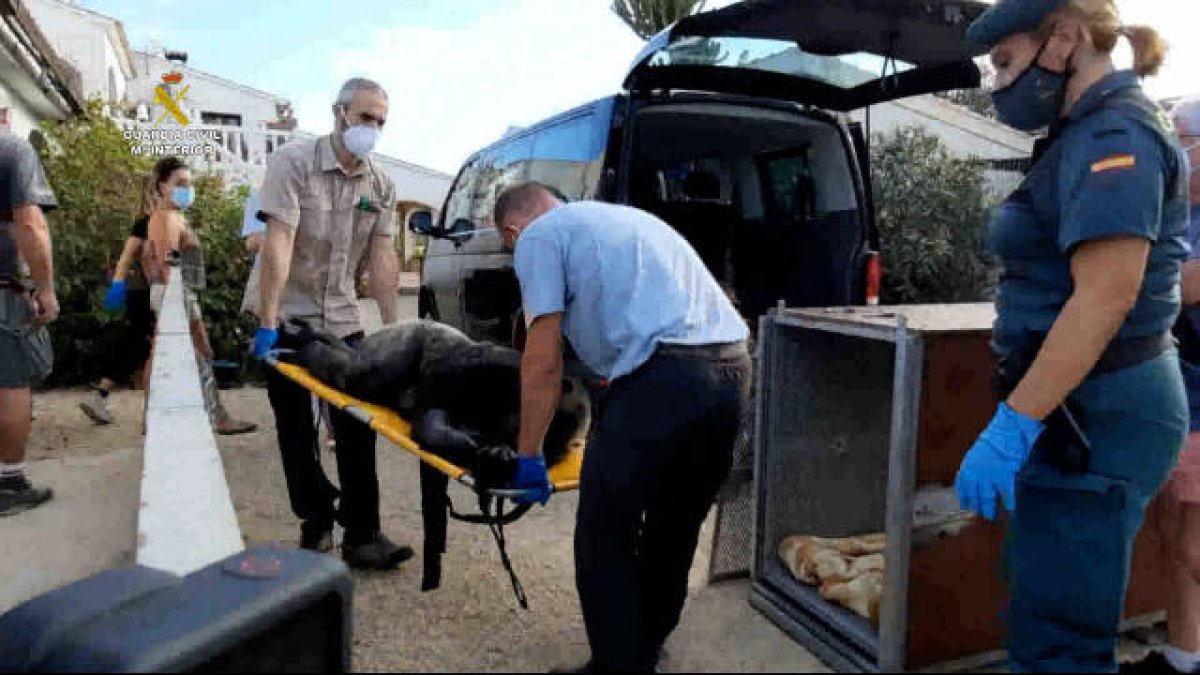 Un momento del traslado de la chimpancé Suzie