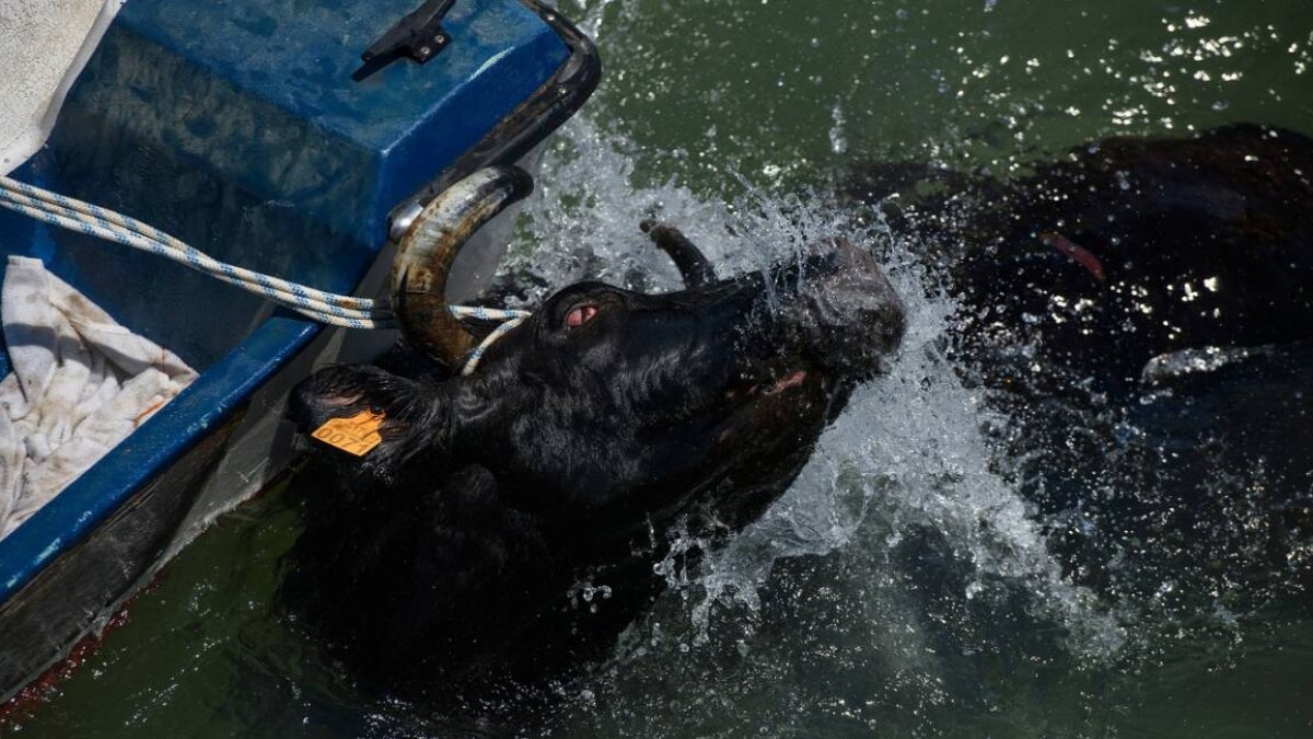 Imagen de una vaca siendo arrastrada por una barca en los 'Bous a la Mar' de Dénia - ANIMANATURALIS