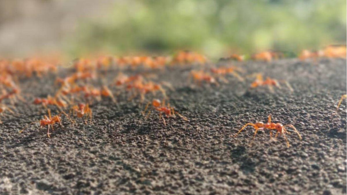 Hormiga roja de fuego