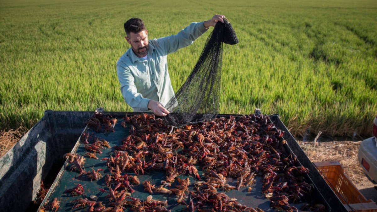 Un pescador de cangrejo rojo faena en los arrozales de Isla Mayor.