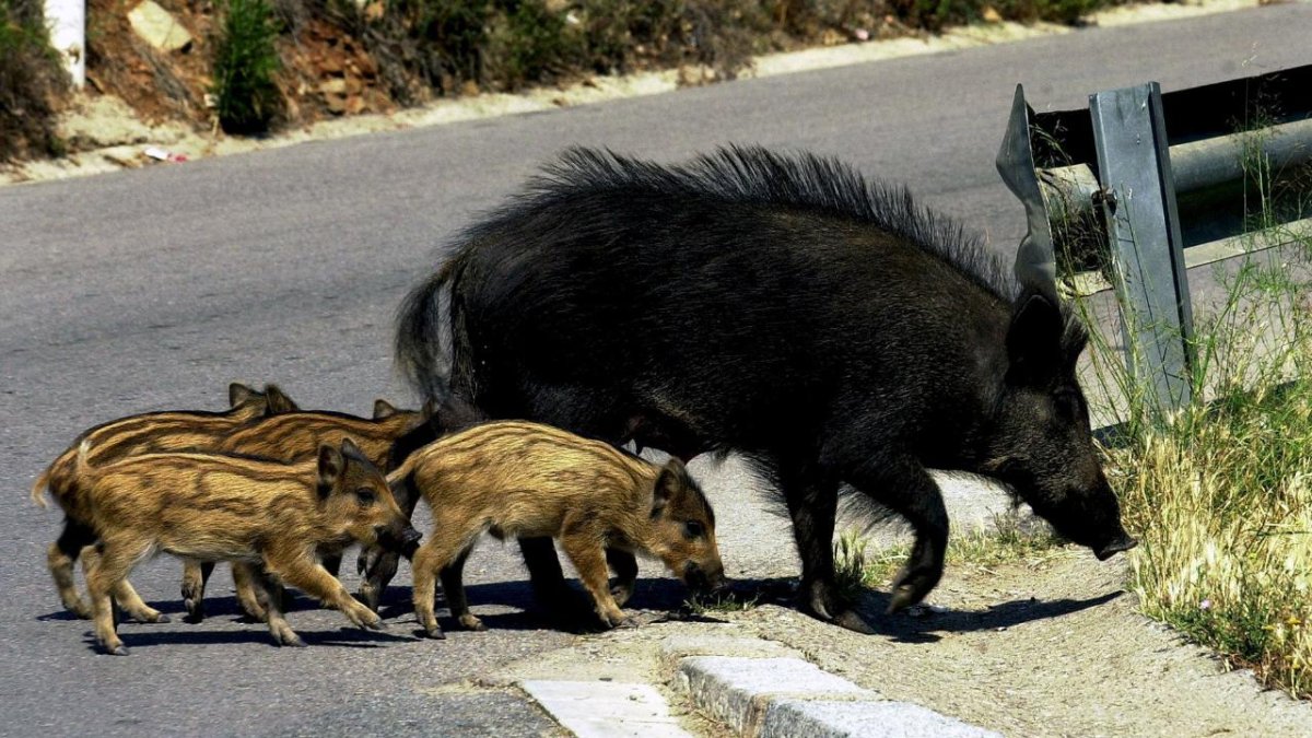 Una familia de jabalíes en una carretera de Málaga.