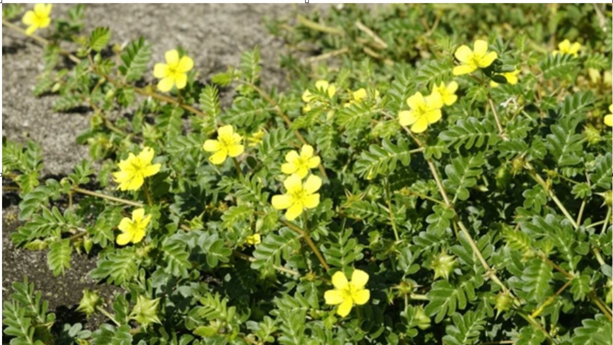 Tribulus terrestris