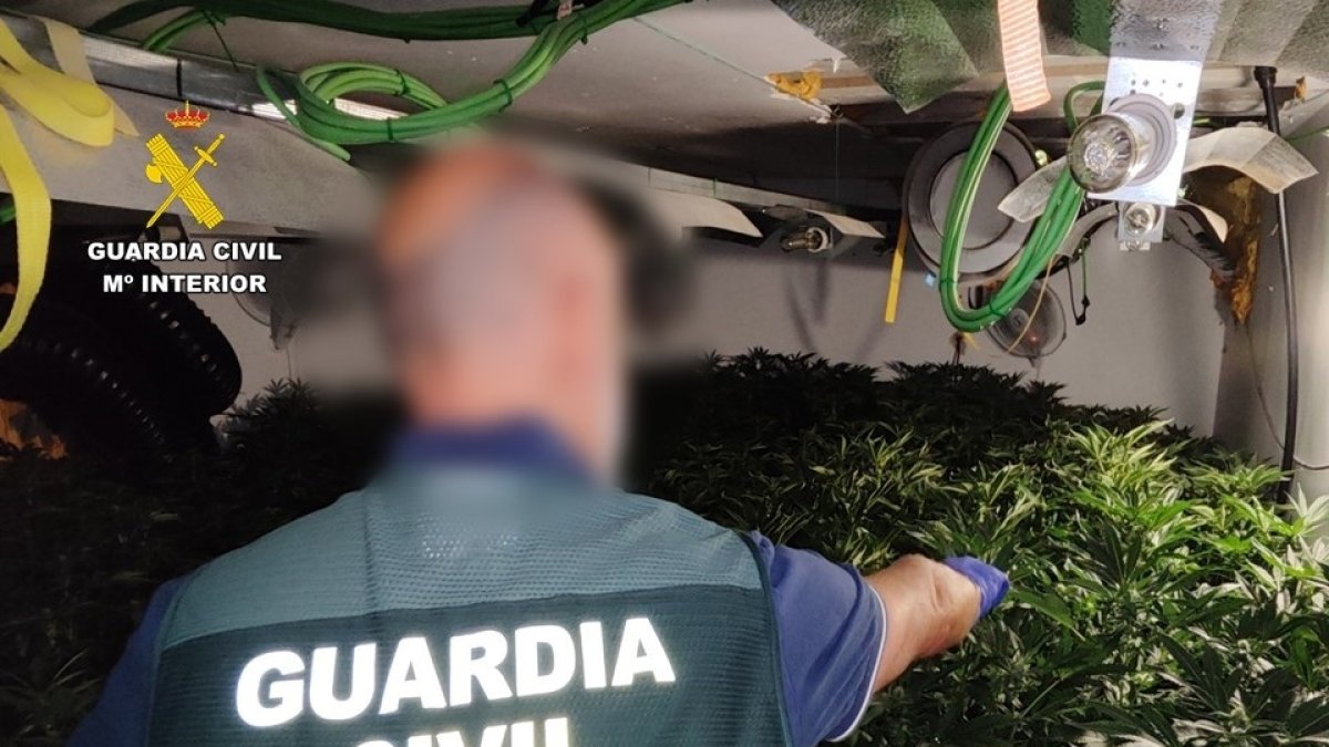 A prisión dos hombres tras desmantelar una plantación de marihuana en un chalet en Calp