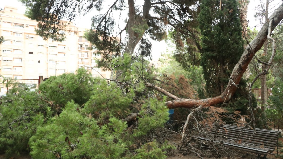 Árbol caído por las lluvias en el Parque del Oeste