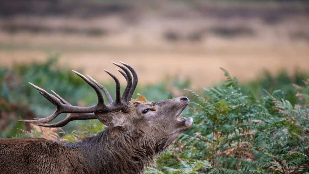 Ciervo macho en la época de la berrea en Cazorla.