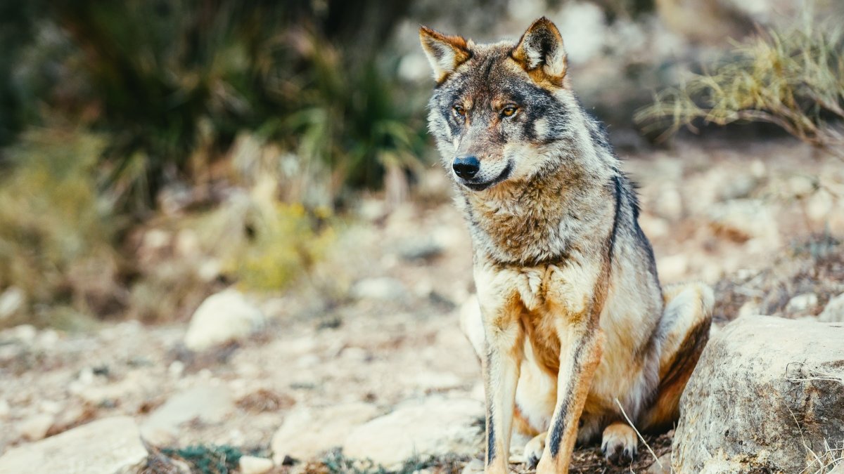 Lobo ibérico. Lobos. LESPRE