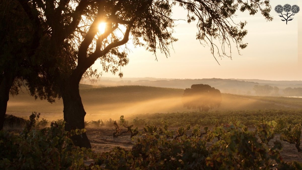 España es uno de los mayores exportadores de vino del mundo. 

REMITIDA / HANDOUT por BODEGAS LA HORRA
Fotografía remitida a medios de comunicación exclusivamente para ilustrar la noticia a la que hace referencia la imagen, y citando la procedencia de la imagen en la firma
25/9/2024