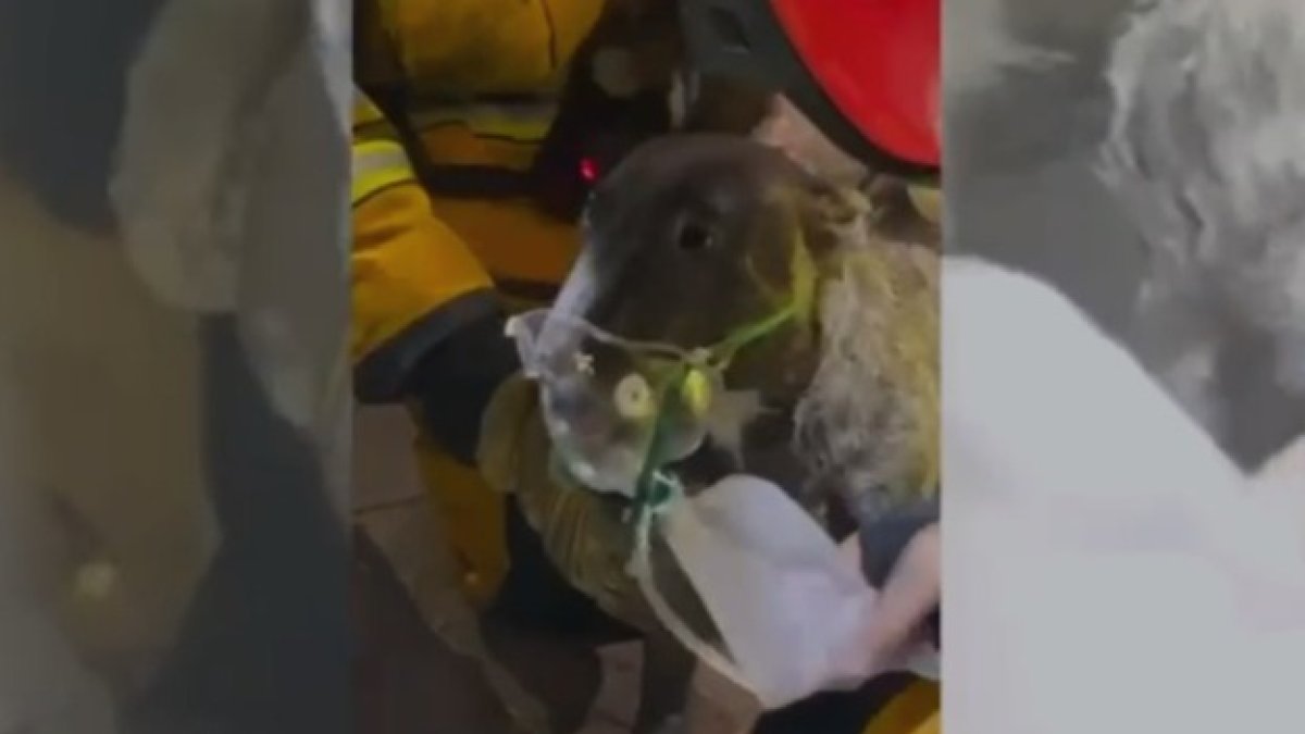 Rescate de los bomberos a un perro en Novelda