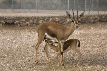 Ejemplares de gacela Cuvier en la reserva de Almería.