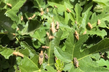 Una planta infestada por saltamontes.