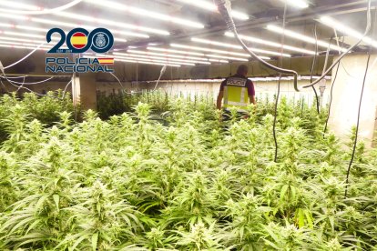 Plantación de marihuana en La Safor