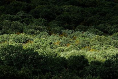 l típico bosque mediterráneo