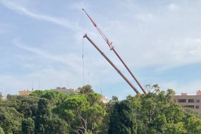 Grúas arrancando pinos en los jardines de Monforte de Valencia