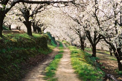 Cerezos en flor, espectáculo único en el Valle del Jerte