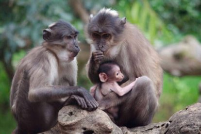 Nace un nuevo “mono de la raya en el ojo” en Bioparc