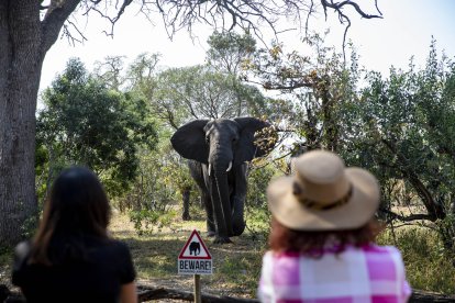 Elefante en África