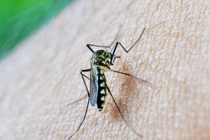 Mosquitos Transmisores De Virus Del Nilo Occidental en Sevilla.