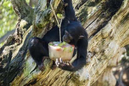 Helados para animales en Bioparc