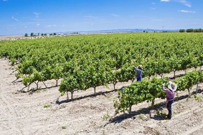 Viticultura controlada con ingeniería aeroespacial