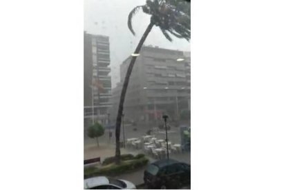 El temporal ha partido una palmera en un parque de San Juan de Alicante