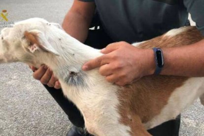 Los perros presentaban cortes profundos para la extracción de los chips.