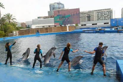 Momento de la nueva presentación de delfines