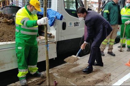 El alcalde, Luis Barcala, ha iniciado la plantación de arbolado en alcorques que habían quedado vacíos