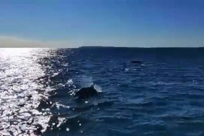 Los delfines acompañaban a una embarcación por el Cabo de las Huertas