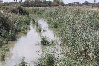 Los agricultores denuncian el mal estado del cauce del río Segura