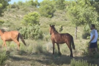 Rubén Llata, el último pastor trashumante de caballos que queda en tierras valencianas