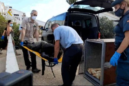 Un momento del traslado de la chimpancé Suzie