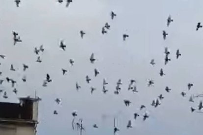 Plaga de palomas en Xàtiva.