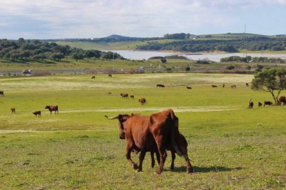 Ganadería ecológica en Andalucía.