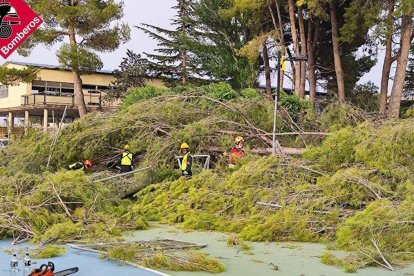 Decenas de  árboles caídos en Villena