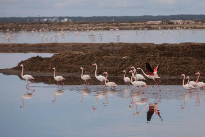 Colonia de flamenco en el Paraje Natural de las marismas del Odiel, en Huelva.