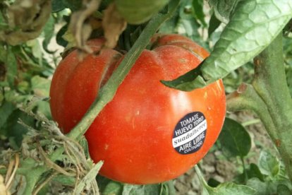 Tomate 'Huevo Toro' del Guadalhorce.