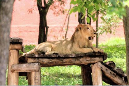 Zoológico en la India