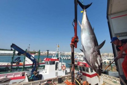 Primera 'levantá' de la almadraba de Barbate. Foto Barbate Turismo.