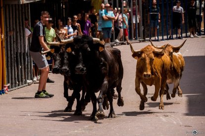 Bous al carrer en Gátova